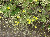Лапчатка серебристая – Potentilla argentea L. (2)