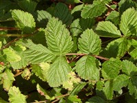 Лапчатка скальная – Potentilla rupestris L.