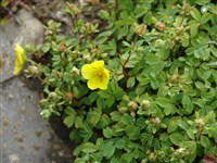 Лапчатка шерстистоплодная – Potentilla eriocarpa Wallich ex Lehm. (1)
