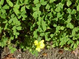 Лапчатка шерстистоплодная – Potentilla eriocarpa Wallich ex Lehm. (2)