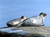 Ларга (Phoca vitulina largha)