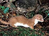 Ласка (Mustela nivalis)