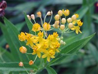 Ластовень клубневой – Asclepias tuberosa L.