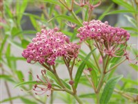 Ластовень мясо-красный, инкарнатный, Дугласа – Asclepias incarnata L.