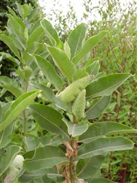 Ластовень сирийский, рогатый – Asclepias syriaca L.