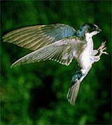 Ласточки (древесная)