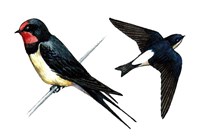 Ласточки (касатка и воронок)