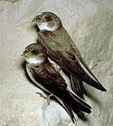 Ласточки (пара береговых ласточек)