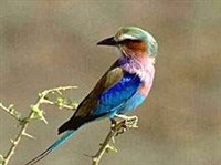 Ласточкохвостая сизоворонка (Coracias caudata)