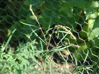 Лебеда Нутталли – Atriplex nuttallii S.Wats.