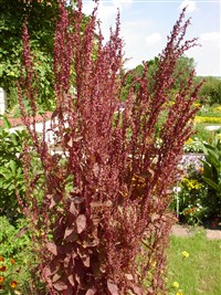 Лебеда садовая, финская – Atriplex hortensis L. (1)