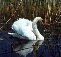 Лебеди (лебедь-шипун)