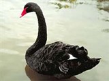 Лебеди (черный австралийский лебедь)