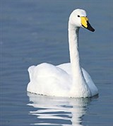 Лебедь-кликун (на воде)