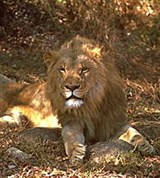 Лев