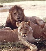 Лев (со львицами)