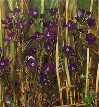 Легузия зеркало Венеры. – Legousia speculum-veneris (L.) Chaix.