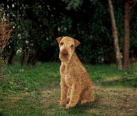 Лейкленд-терьер