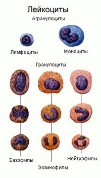 Лейкоциты