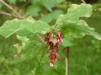 Лейцестерия красивая, гималайская жимолость – Leycesteria formosa Wallich.