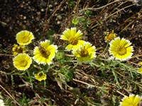 Лейя изящная, плоскоязычковая – Layia elegans Torr. et Gray