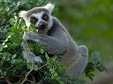 Лемур (на дереве)