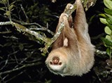 Ленивец (на дереве)