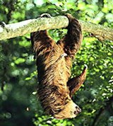 Ленивцы (двупалый)