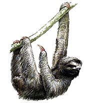 Ленивцы (трехпалый ленивец)