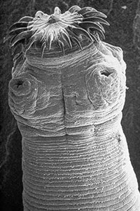 Ленточные черви (Гельминт)