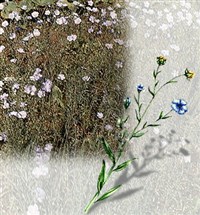 Лен (лен-долгунец)