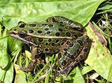 Леопардовая лягушка (Rana pipiens)