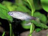 Леопардовый данио (с расправленными плавниками)