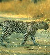 Леопард (на дороге)