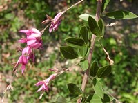 Леспедеца Тунберга – Lespedeza thunbergii (DC) Nak.