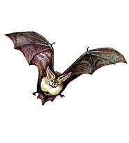 Летучие мыши (водяная ночница)