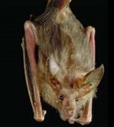 Летучие мыши (ушан обыкновенный)