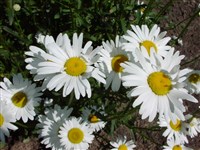 Леукантемелла поздняя – Leucanthemella serotina (L.) Tzvel.
