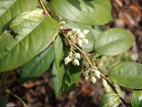 Леукоте Дэвиса – Leucothoe davisiae Torr.