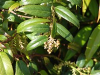 Леукоте Кэтесби, Валтера – Leucothoe catesbaei (Walter) A.Gray.