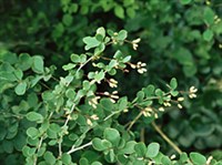 Лечебные сборы при обильных менструациях и геморрое (барбарис)