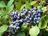 Лечебные сборы при сахарном диабете (черника)