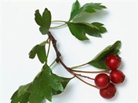 Лечебные сборы при сердечно-сосудистых заболеваниях