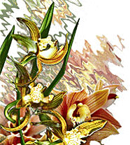 Лечение цветом