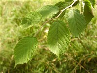 Лещина Зибольда – Corylus sieboldiana Bl. (1)