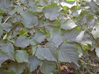 Лещина древовидная, медвежий орешник – Corylus colurna L. (1)
