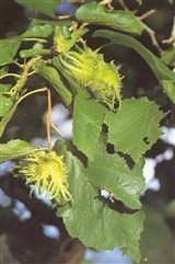 Лещина древовидная, медвежий орешник – Corylus colurna L. (2)