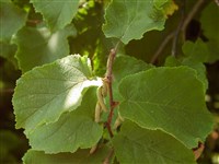 Лещина крупная, ломбардский орех – Corylus maxima Mill.