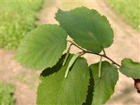 Лещина обыкновенная, авелланская, орешник – Corylus avellana L. (1)