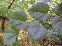 Лещина рогатая, клювовидная – Corylus cornuta Marsh.